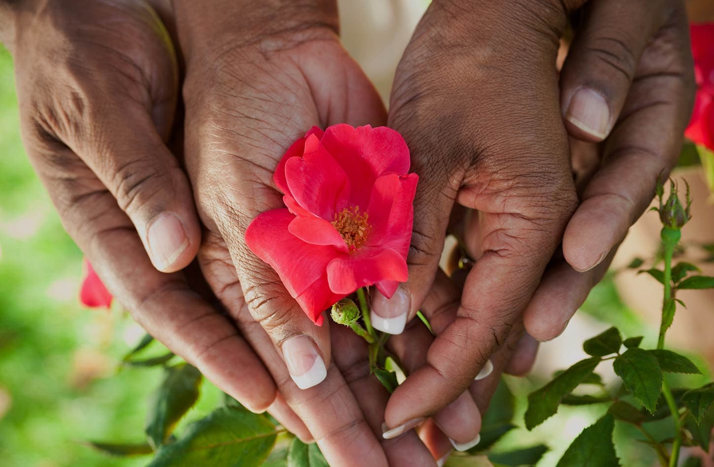 African American Senior Hands With Flower Slide